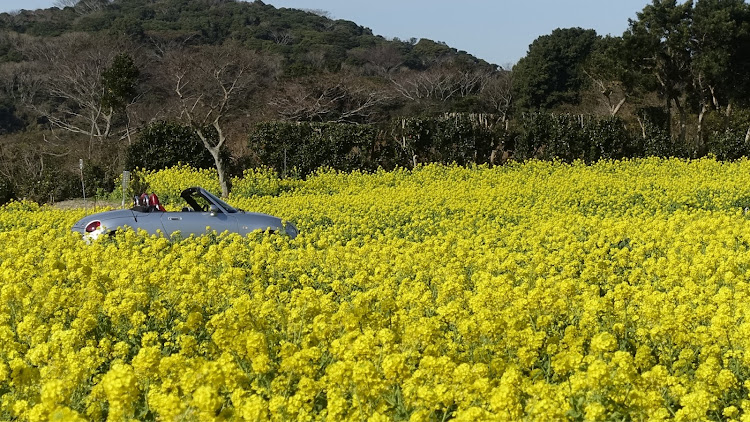 コペンのコペン・ダイハツ・COPEN・菜の花・渥美半島に関するカスタム事例の投稿画像1枚目