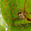 Milkweed Assassin Bug