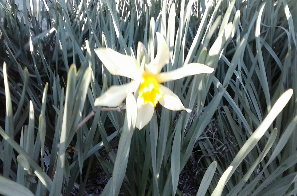 Wild Daffodil