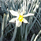 Wild Daffodil