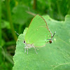 Green Hairstreak