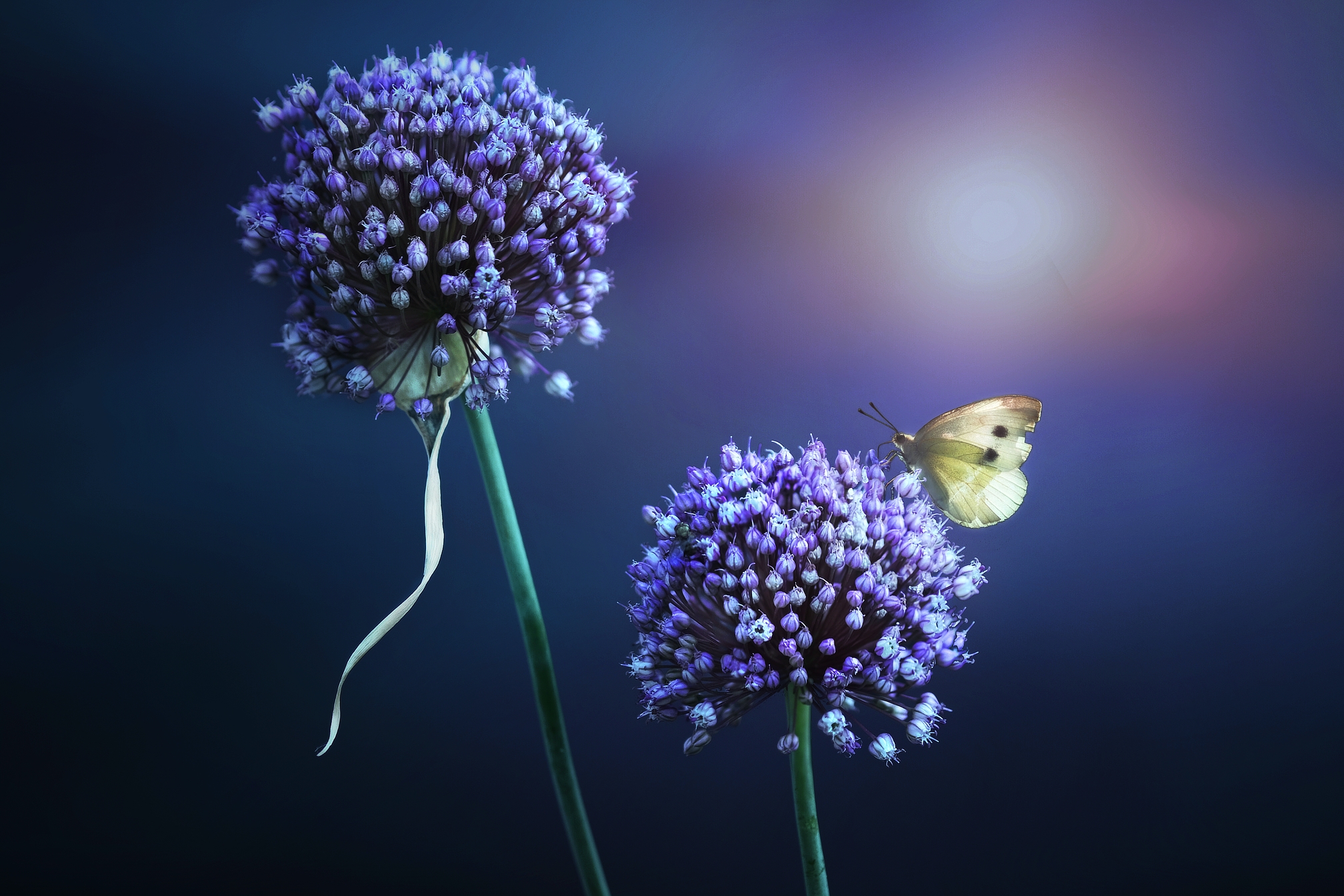 Trendy Allium di Daniela Ghezzi