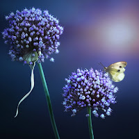 Trendy Allium di 