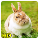 rabbit wallpapers Download on Windows