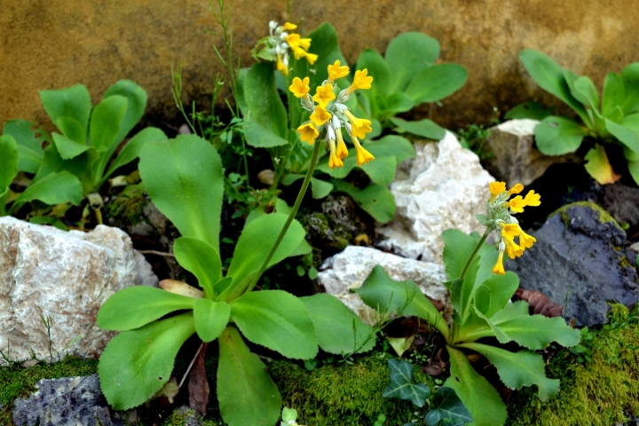 Timidamente primula... di newxeres