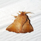 Tent Caterpillar Moth - Lappet Moth