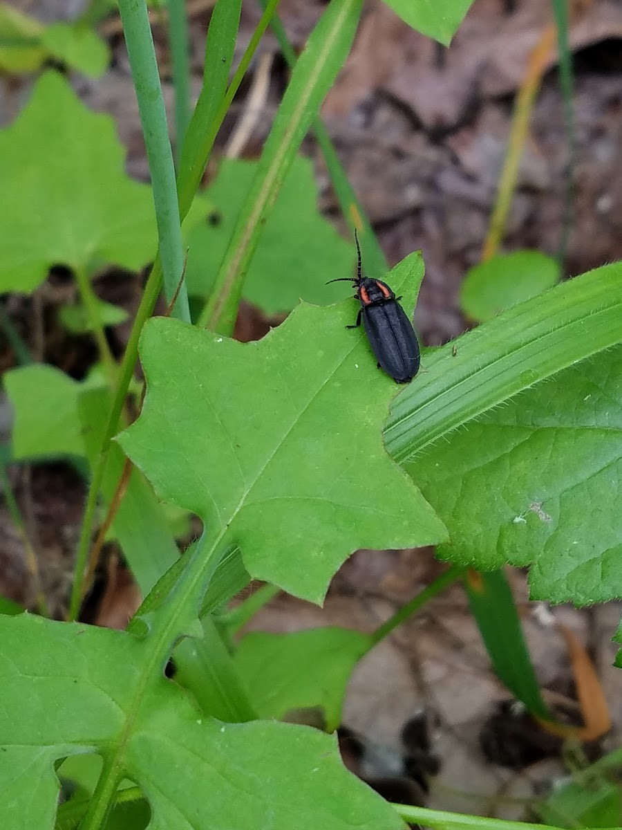 Black Lampyrid Firefly