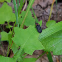 Black Lampyrid Firefly