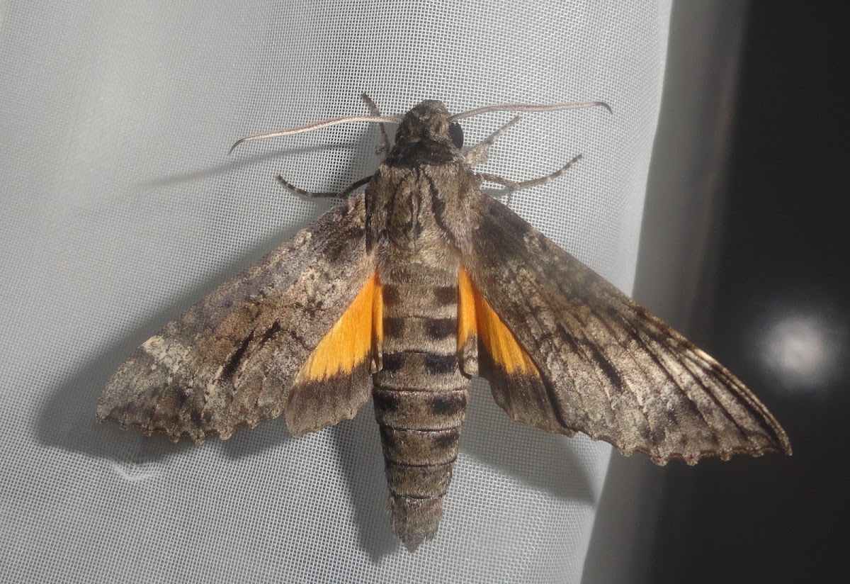 Moth Isognathus