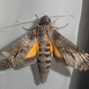 Moth Isognathus