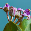 Crown Flower, Giant Indian Milkweed, Ivory Plant