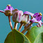 Crown Flower, Giant Indian Milkweed, Ivory Plant