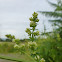 Hedge Bedstraw