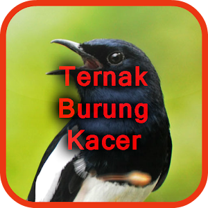 Download Ternak Burung Kacer For PC Windows and Mac