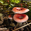 Russula