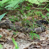 Timber Rattlesnake, aka Canebrake or Banded Rattlesnake