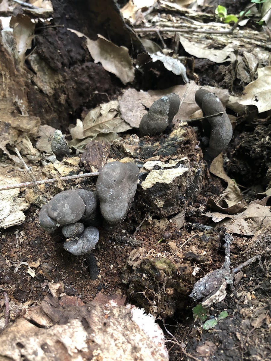 Dead Man’s Fingers