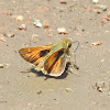 Skipper Butterfly