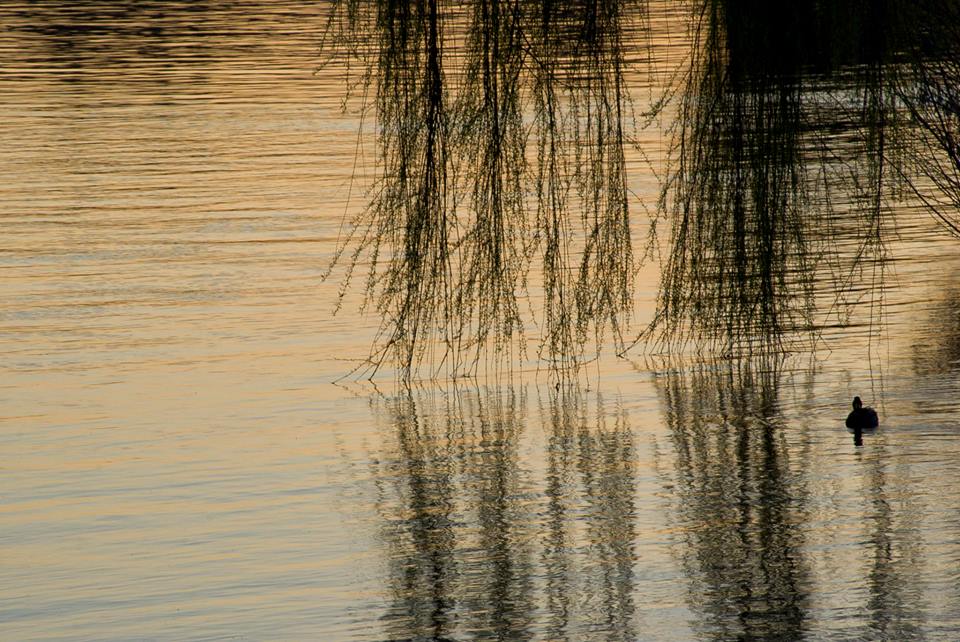 Sul lago dorato... di Tiziana Detoni