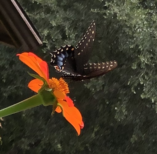 Eastern Black Swallowtail