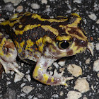 Eastern Spadefoot Toad