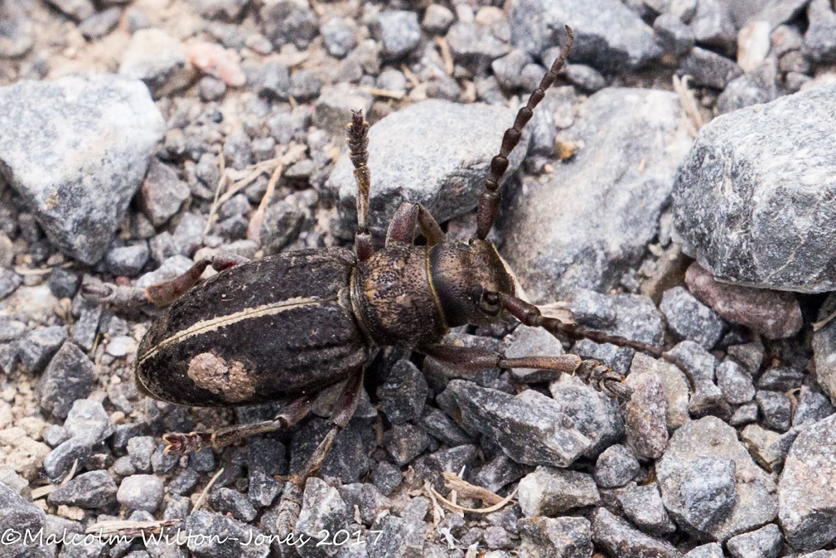 Longhorn Beetle