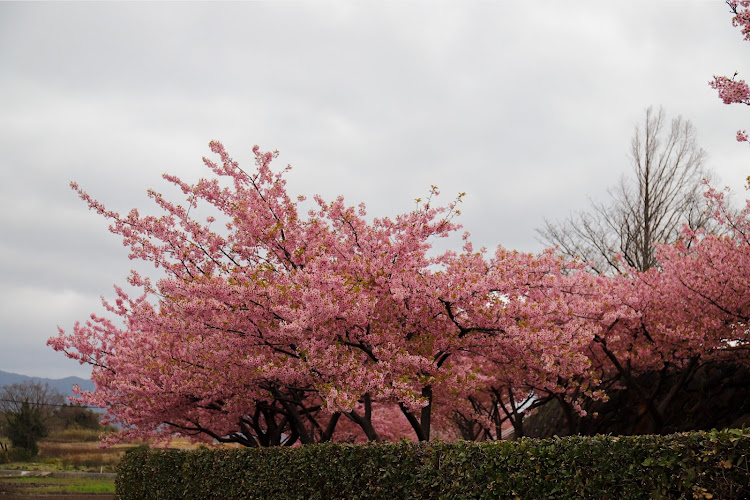 クラウンアスリートのクラウンアスリート210系・河津桜・タンクカスタム・久々に投稿に関するカスタム事例の投稿画像3枚目