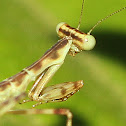 Giant Asian Mantis nymph