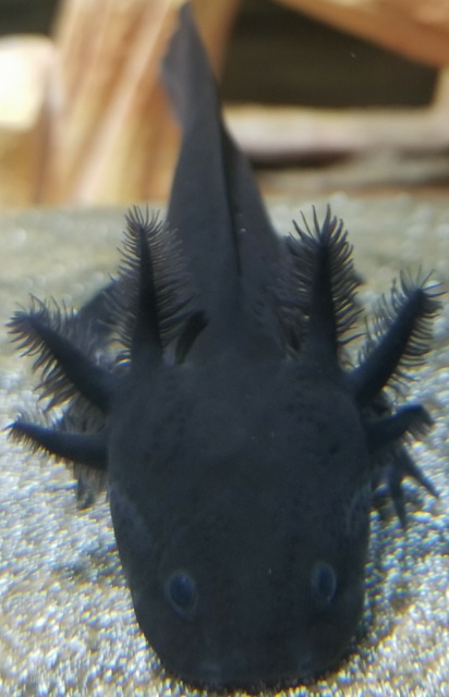 Axolotl (Melanoid)