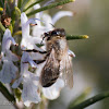 European Honey bee