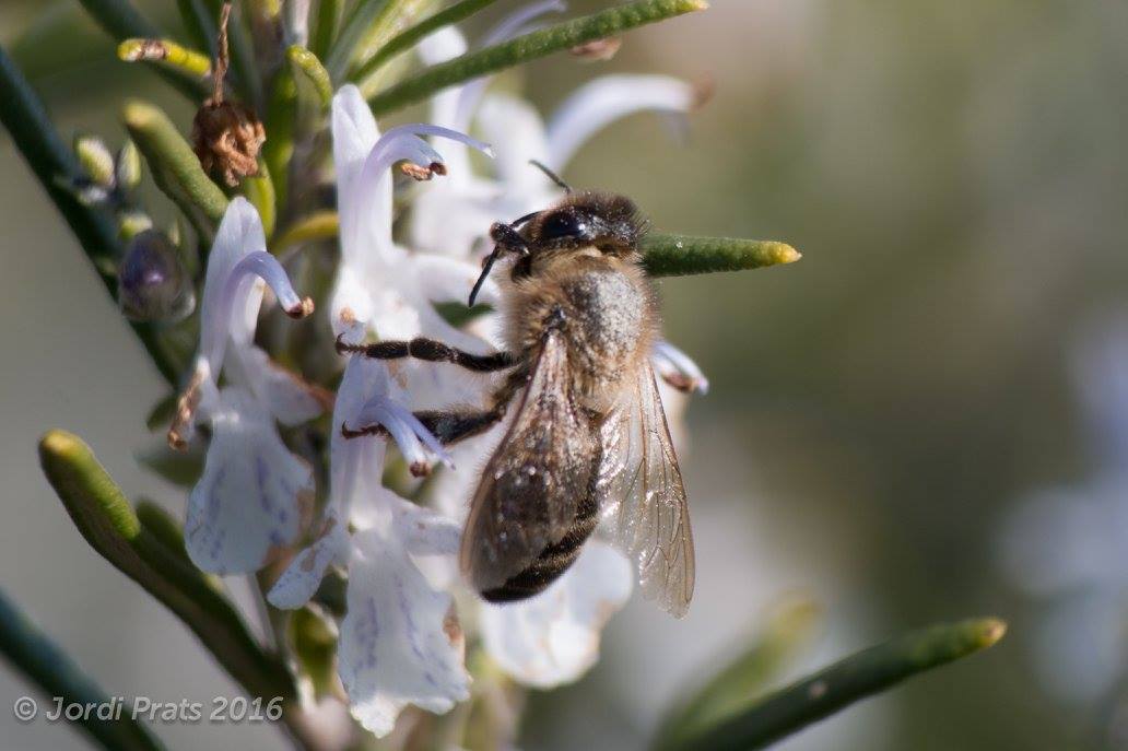 European Honey bee