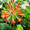 Trumpet Honeysuckle