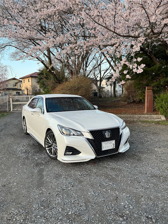 クラウンアスリートのサクラと愛車・桜とコラボ・桜・街乗り快適仕様・モデリスタエアロに関するカスタム事例の投稿画像1枚目