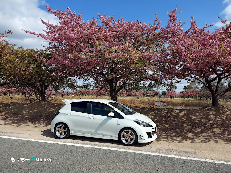 ヴィッツの岡山・河津桜🌸とコラボ・いつも楽しいオッサン軍団に関するカスタム事例の投稿画像1枚目