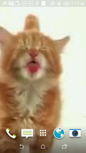 Cat Licks Video 3D Wallpaper