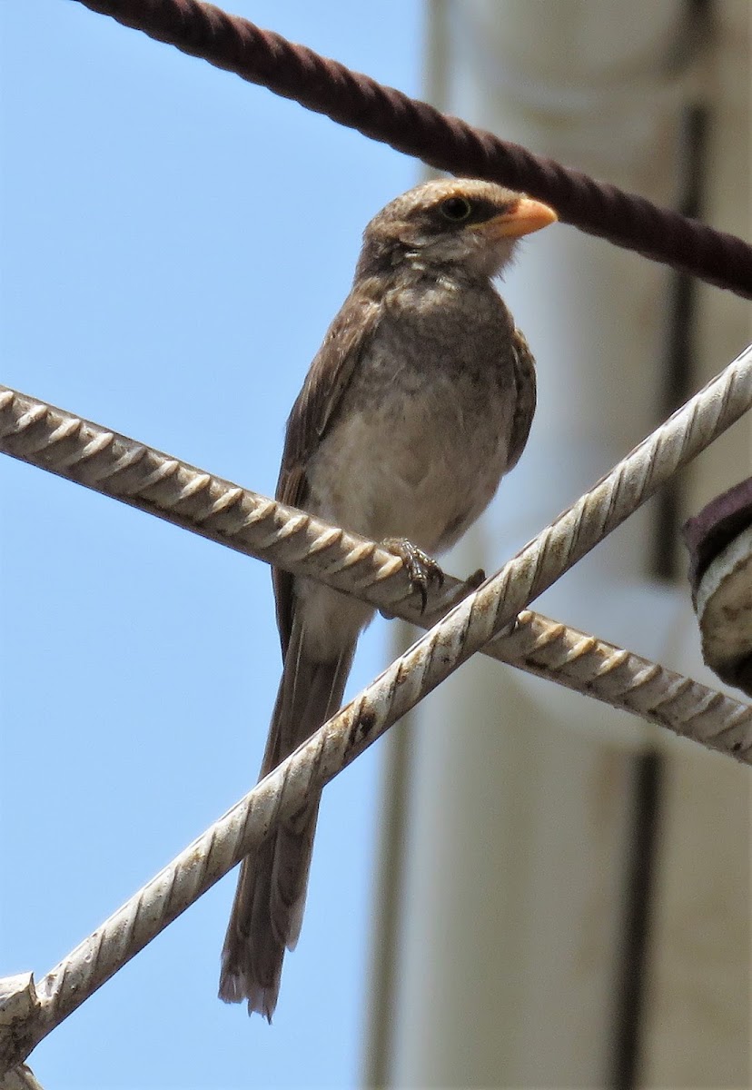 Yellow-billed Shrike