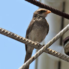 Yellow-billed Shrike