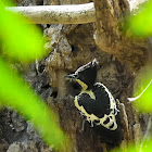 Heart-spotted Woodpecker