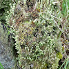 Pixie cup lichen