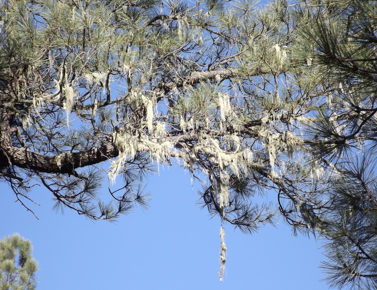 Old Man's Beard