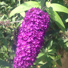 Buddleja