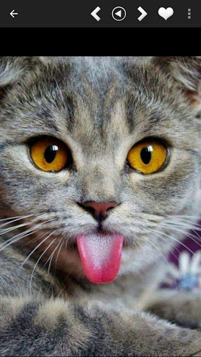 Nature Wallpapers - Backgrounds