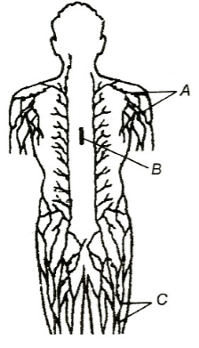 Immune System in the Body