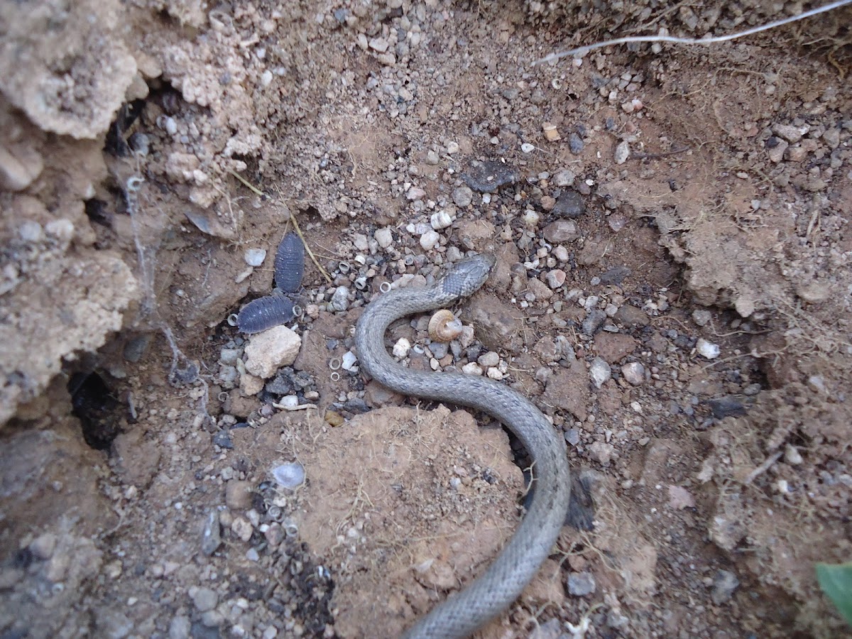 False smooth snake