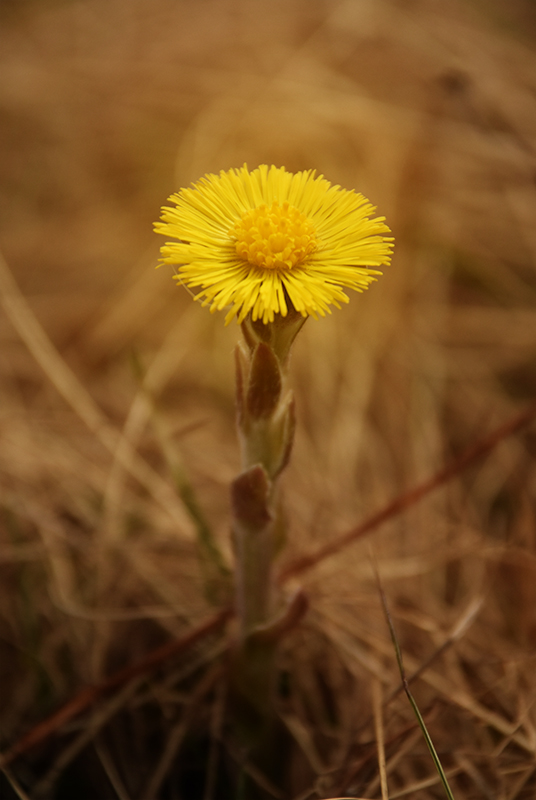 Coltsfoot