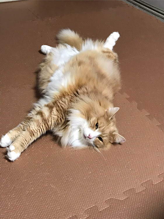 ロードスターのウクライナに平和を・神戸・大阪・猫に関するカスタム事例の投稿画像3枚目