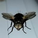 Fat Black Fly