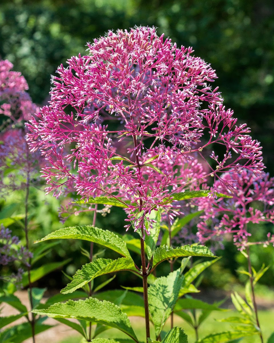 Joe-Pye Weed or Bonesets?