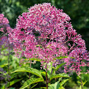 Joe-Pye Weed or Bonesets?