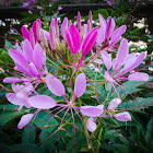 Spider Plant Cleome hassleriana